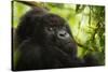Mountain gorilla silverback sitting among Lobelia, Rwanda-Mary McDonald-Stretched Canvas