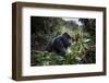 Mountain gorilla silverback, Volcanoes NP, Rwanda-Christophe Courteau-Framed Photographic Print