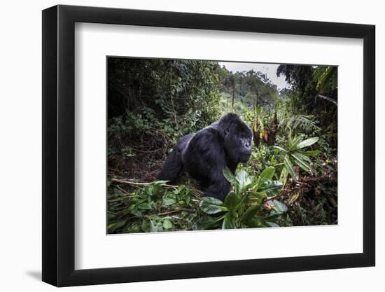 Mountain gorilla silverback, Volcanoes NP, Rwanda-Christophe Courteau-Framed Photographic Print