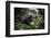 Mountain gorilla silverback, Volcanoes NP, Rwanda-Christophe Courteau-Framed Photographic Print