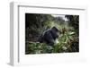 Mountain gorilla silverback, Volcanoes NP, Rwanda-Christophe Courteau-Framed Photographic Print