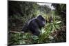 Mountain gorilla silverback, Volcanoes NP, Rwanda-Christophe Courteau-Mounted Photographic Print