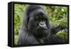 Mountain Gorilla Silverback-null-Framed Stretched Canvas