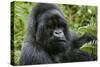 Mountain Gorilla Silverback-null-Stretched Canvas