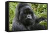 Mountain Gorilla Silverback-null-Framed Stretched Canvas