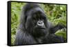 Mountain Gorilla Silverback-null-Framed Stretched Canvas