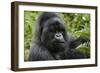 Mountain Gorilla Silverback-null-Framed Premium Photographic Print