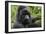 Mountain Gorilla Silverback-null-Framed Premium Photographic Print