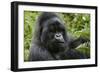 Mountain Gorilla Silverback-null-Framed Premium Photographic Print