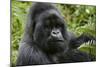 Mountain Gorilla Silverback-null-Mounted Premium Photographic Print