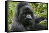 Mountain Gorilla Silverback-null-Framed Stretched Canvas