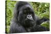 Mountain Gorilla Silverback-null-Stretched Canvas