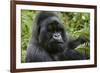 Mountain Gorilla Silverback-null-Framed Photographic Print