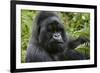 Mountain Gorilla Silverback-null-Framed Photographic Print