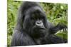 Mountain Gorilla Silverback-null-Mounted Photographic Print