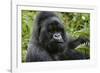 Mountain Gorilla Silverback-null-Framed Photographic Print