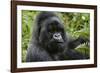 Mountain Gorilla Silverback-null-Framed Photographic Print