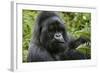 Mountain Gorilla Silverback-null-Framed Photographic Print