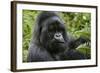 Mountain Gorilla Silverback-null-Framed Photographic Print