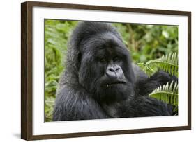 Mountain Gorilla Silverback-null-Framed Photographic Print