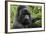 Mountain Gorilla Silverback-null-Framed Photographic Print