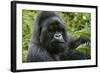 Mountain Gorilla Silverback-null-Framed Photographic Print