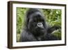 Mountain Gorilla Silverback-null-Framed Photographic Print