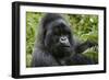 Mountain Gorilla Silverback-null-Framed Photographic Print