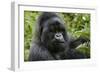 Mountain Gorilla Silverback-null-Framed Photographic Print