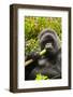 Mountain gorilla silverbck eating bamboo, Rwanda-Mary McDonald-Framed Photographic Print