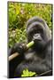 Mountain gorilla silverbck eating bamboo, Rwanda-Mary McDonald-Mounted Photographic Print
