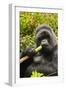 Mountain gorilla silverbck eating bamboo, Rwanda-Mary McDonald-Framed Photographic Print