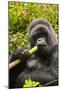 Mountain gorilla silverbck eating bamboo, Rwanda-Mary McDonald-Mounted Photographic Print