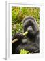 Mountain gorilla silverbck eating bamboo, Rwanda-Mary McDonald-Framed Photographic Print