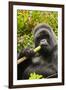 Mountain gorilla silverbck eating bamboo, Rwanda-Mary McDonald-Framed Photographic Print