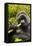 Mountain gorilla silverbck eating bamboo, Rwanda-Mary McDonald-Framed Stretched Canvas