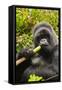 Mountain gorilla silverbck eating bamboo, Rwanda-Mary McDonald-Framed Stretched Canvas