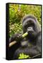 Mountain gorilla silverbck eating bamboo, Rwanda-Mary McDonald-Framed Stretched Canvas