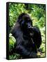 Mountain Gorilla, Virunga Volcanoes National Park, Rwanda-Art Wolfe-Framed Stretched Canvas