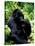 Mountain Gorilla, Virunga Volcanoes National Park, Rwanda-Art Wolfe-Stretched Canvas