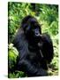 Mountain Gorilla, Virunga Volcanoes National Park, Rwanda-Art Wolfe-Stretched Canvas