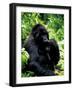 Mountain Gorilla, Virunga Volcanoes National Park, Rwanda-Art Wolfe-Framed Photographic Print