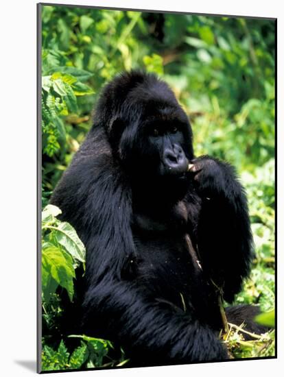 Mountain Gorilla, Virunga Volcanoes National Park, Rwanda-Art Wolfe-Mounted Photographic Print