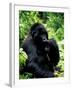 Mountain Gorilla, Virunga Volcanoes National Park, Rwanda-Art Wolfe-Framed Photographic Print