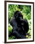 Mountain Gorilla, Virunga Volcanoes National Park, Rwanda-Art Wolfe-Framed Photographic Print