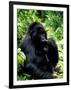 Mountain Gorilla, Virunga Volcanoes National Park, Rwanda-Art Wolfe-Framed Photographic Print