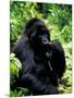 Mountain Gorilla, Virunga Volcanoes National Park, Rwanda-Art Wolfe-Mounted Photographic Print