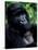 Mountain Gorilla, Virunga Volcanoes National Park, Rwanda-Art Wolfe-Stretched Canvas