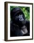 Mountain Gorilla, Virunga Volcanoes National Park, Rwanda-Art Wolfe-Framed Photographic Print