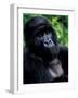 Mountain Gorilla, Virunga Volcanoes National Park, Rwanda-Art Wolfe-Framed Photographic Print